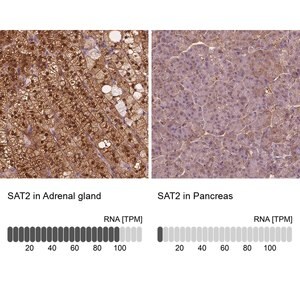 Merck Anti-SAT2 antibody produced in rabbit