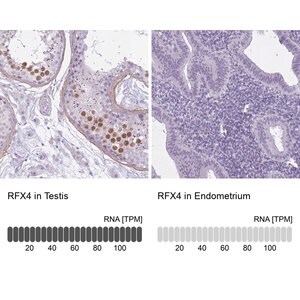 Merck Anti-RFX4 antibody produced in rabbit
