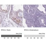 Merck Anti-RFX4 antibody produced in rabbit