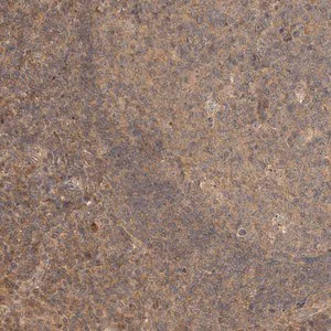 Merck Anti-NSMAF antibody produced in rabbit