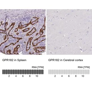 Merck Anti-GPR182 antibody produced in rabbit