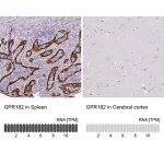 Merck Anti-GPR182 antibody produced in rabbit