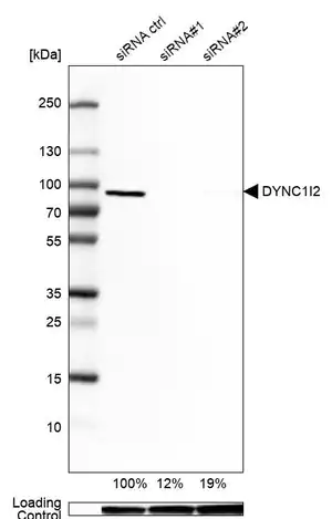 Merck Anti-DYNC1I2 antibody produced in rabbit