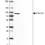 Merck Anti-DYNC1I2 antibody produced in rabbit