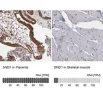 Merck Anti-SND1 antibody produced in rabbit
