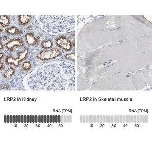 Merck Anti-LRP2 antibody produced in rabbit