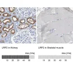 Merck Anti-LRP2 antibody produced in rabbit
