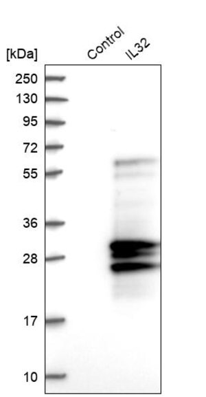 Merck Anti-IL32 antibody produced in rabbit