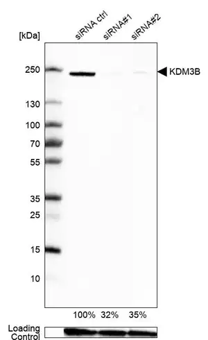 Merck Anti-KDM3B antibody produced in rabbit