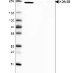 Merck Anti-KDM3B antibody produced in rabbit