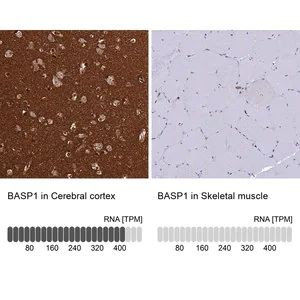 Merck Anti-BASP1 antibody produced in rabbit
