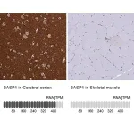 Merck Anti-BASP1 antibody produced in rabbit