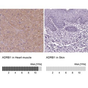 Merck Anti-ADRB1 antibody produced in rabbit