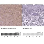 Merck Anti-ADRB1 antibody produced in rabbit
