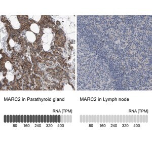 Merck Anti-MARC2 antibody produced in rabbit