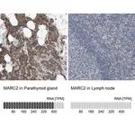 Merck Anti-MARC2 antibody produced in rabbit