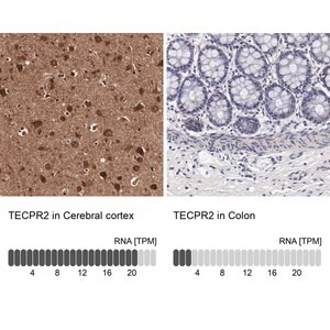 Merck Anti-TECPR2 antibody produced in rabbit