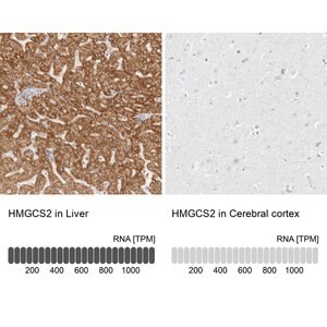 Merck Anti-HMGCS2 antibody produced in rabbit