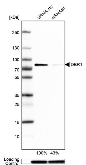 Merck Anti-DBR1 antibody produced in rabbit