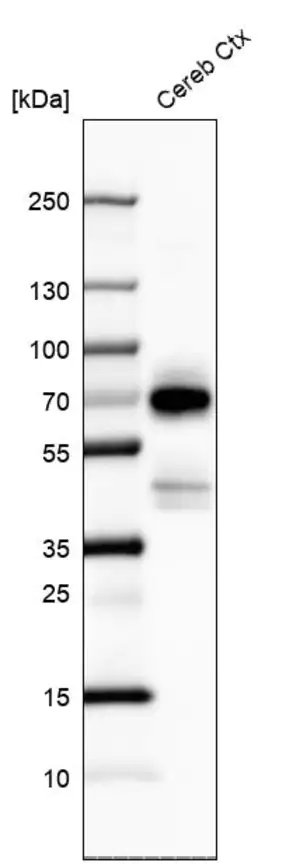 Merck Anti-POU3F4 antibody produced in rabbit