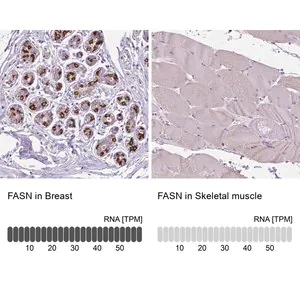 Merck Anti-FASN antibody produced in rabbit