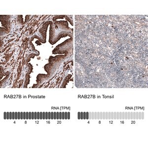 Merck Anti-RAB27B antibody produced in rabbit