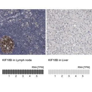 Merck Anti-KIF18B antibody produced in rabbit