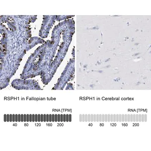 Merck Anti-RSPH1 antibody produced in rabbit