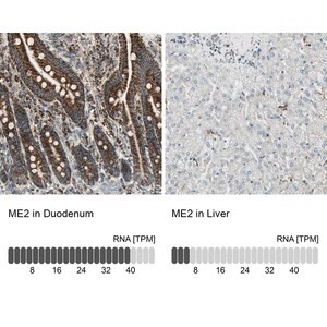 Merck Anti-ME2 antibody produced in rabbit