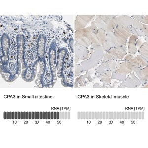 Merck Anti-CPA3 antibody produced in rabbit