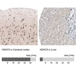 Merck Monoclonal Anti-HDAC5 antibody produced in mouse