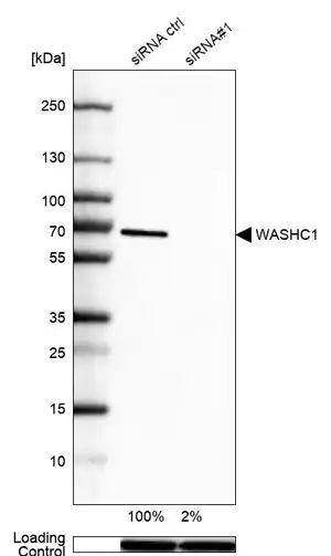 Merck Anti-WASHC1 antibody produced in rabbit