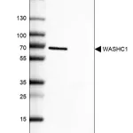 Merck Anti-WASHC1 antibody produced in rabbit