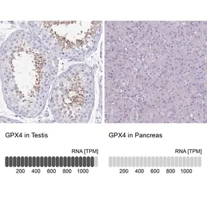 Merck Anti-GPX4 antibody produced in rabbit