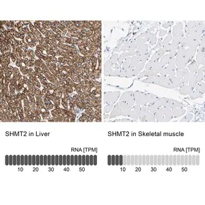 Merck Anti-SHMT2 antibody produced in rabbit