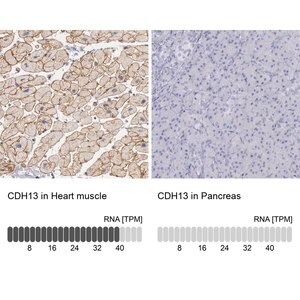 Merck Anti-CDH13 antibody produced in rabbit