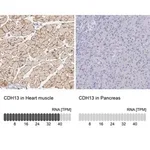 Merck Anti-CDH13 antibody produced in rabbit