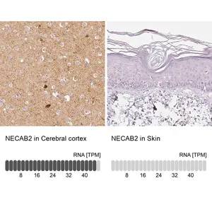 Merck Anti-NECAB2 antibody produced in rabbit