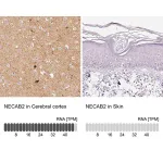 Merck Anti-NECAB2 antibody produced in rabbit