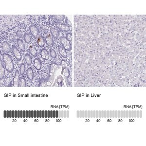 Merck Anti-GIP antibody produced in rabbit