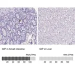 Merck Anti-GIP antibody produced in rabbit