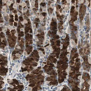 Merck Anti-TMPRSS4 antibody produced in rabbit
