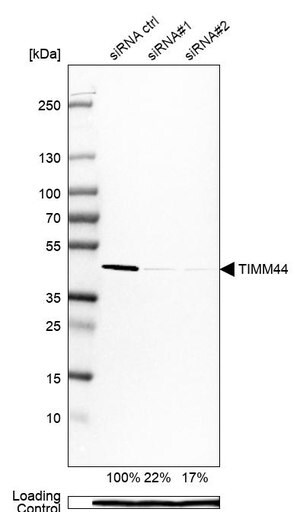 Merck Anti-TIMM44 antibody produced in rabbit