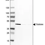 Merck Anti-TIMM44 antibody produced in rabbit