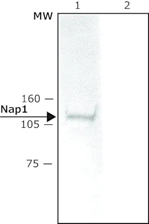 Merck Anti-Nap1 (N-terminal) antibody produced in rabbit
