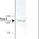 Merck Anti-Nap1 (N-terminal) antibody produced in rabbit