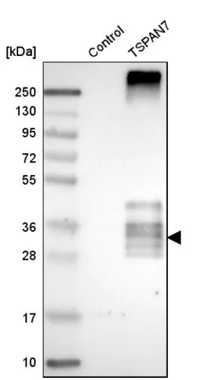 Merck Anti-TSPAN7 antibody produced in rabbit