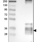 Merck Anti-TSPAN7 antibody produced in rabbit