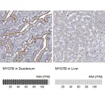Merck Anti-MYO7B antibody produced in rabbit