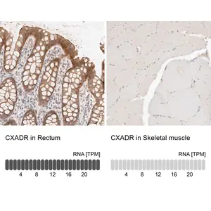 Merck Anti-CXADR antibody produced in rabbit